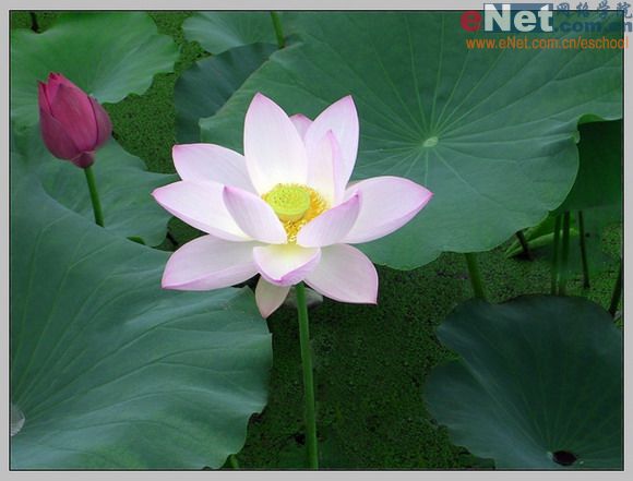 imageready蝶戀花 動畫制作教程_網(wǎng)頁設(shè)計(jì)webjx.com整理