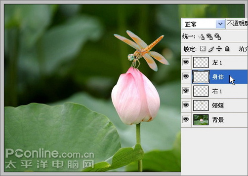 photoshop cs3教程:蜻蜓落荷花動畫 photoshop cs3教程:蜻蜓落荷花動畫