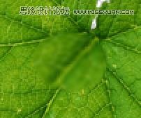 Photoshop制作在綠葉上滾動的水珠教程 Photoshop教程,水珠,綠葉