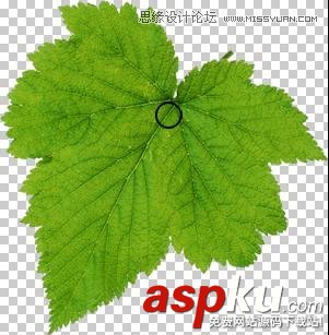 Photoshop制作在綠葉上滾動的水珠教程 Photoshop教程,水珠,綠葉