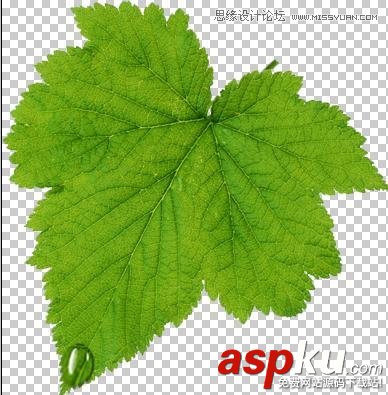 Photoshop制作在綠葉上滾動的水珠教程 Photoshop教程,水珠,綠葉