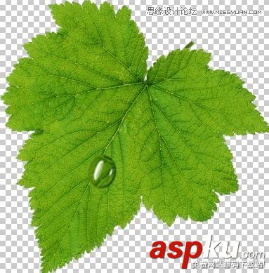 Photoshop制作在綠葉上滾動的水珠教程 Photoshop教程,水珠,綠葉
