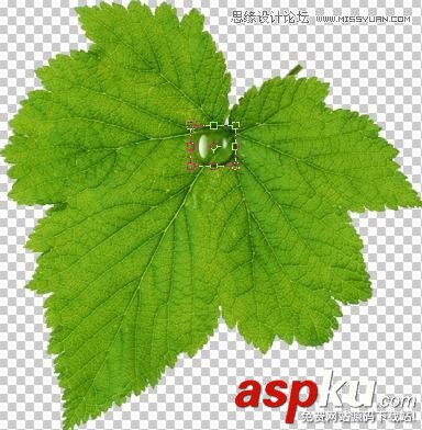 Photoshop制作在綠葉上滾動的水珠教程 Photoshop教程,水珠,綠葉