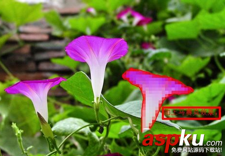 ps,馬賽克,圖片